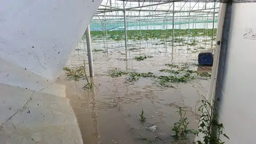 Amasya'da Yeşilırmak taştı çiftçinin ürünleri sular altında kaldı