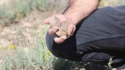Toprağın altındaki altın dolaman mantarı servet kazandırıyor