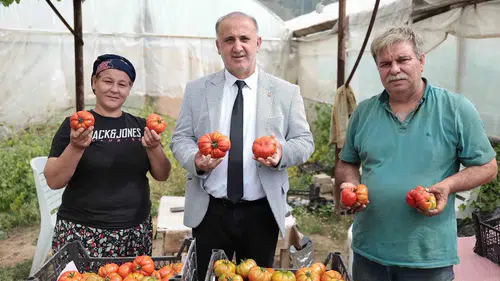 İncirliova’da yerli domates hasadı başladı
