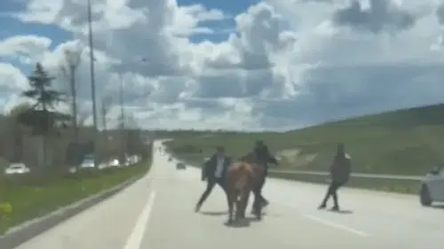 Erzurum caddelerinde kurbanlık paniği