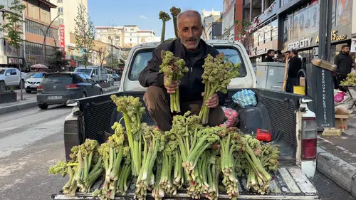 Yüksekova’da yayla muzu mesaisi başladı