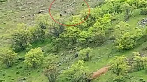 Nazımiye kırsalında yürüyüş yapan 10 ayı kameraya yansıdı