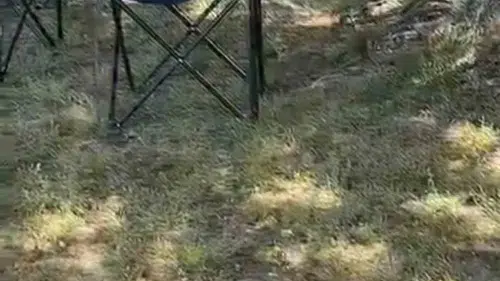 İznik sokaklarında sarı yılan alarmı