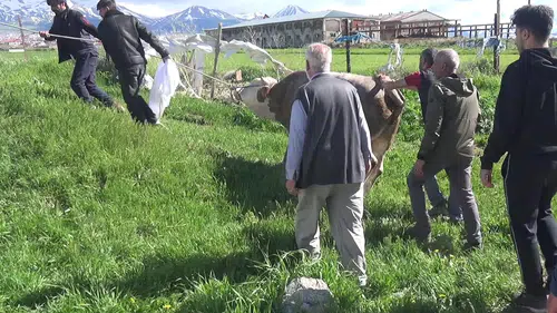 Erzurum'da kurban telaşı acıyla sonuçlandı