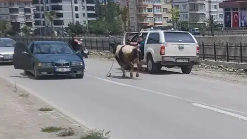 Kurbanlık dana İnebolu sokaklarını birbirine kattı