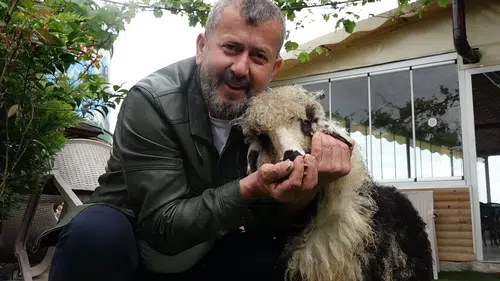 Trabzonlu işletmecinin gölgesi gibi peşinden ayrılmayan kuzu