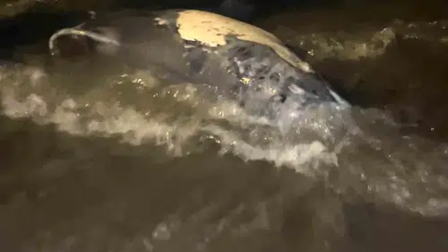 Tekirdağ sahilinde üzücü manzara