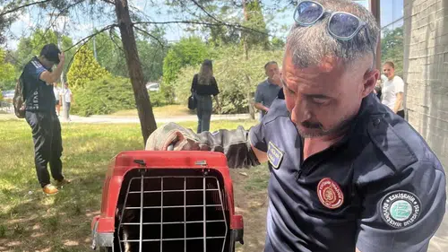 Eskişehir’de poliklinik binasında mahsur kalan sansar kurtarıldı