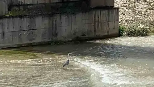 Karabük şehir merkezinde nadir görülen misafir
