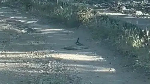 Bingöl’de yoldan geçenler yılanların çiftleşme dansıyla karşılaştı