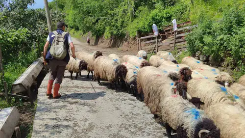 Giresunlu çobanlar asırlık yayla yolculuğuna çıktı
