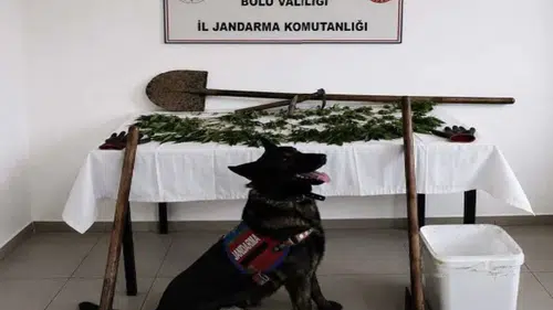 Bolu kırsalında kenevir operasyonu