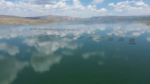 İç Anadolu'dan dünyaya somon ihracatı