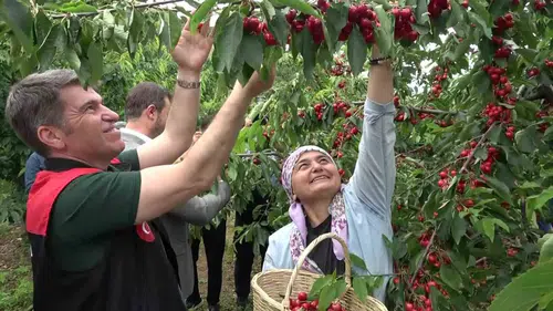 Amasya kirazında bereketli sezon başladı