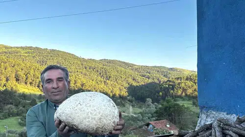 Çorum yaylasında bulunan dev mantar şaşkınlık yarattı