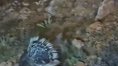 Elazığ yollarında beklenmedik misafir