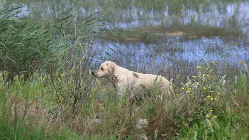 Milleyha’da yavru köpekleri terk edenlere ağır fatura