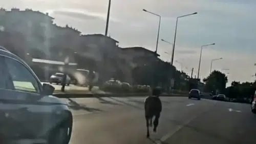 Bursa trafiğinde başıboş at paniği