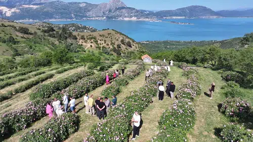 Isparta’da gül hasadı Eğirdir manzarasıyla şenliğe dönüştü