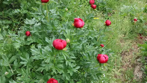 Afyon’da tek bir çiçek koparmanın bedeli 700 bin liraya yaklaştı