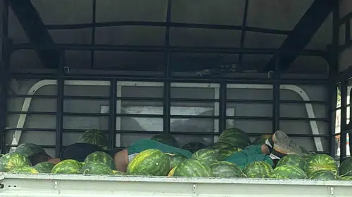 Adana trafiğinde karpuz yatağında derin uyku