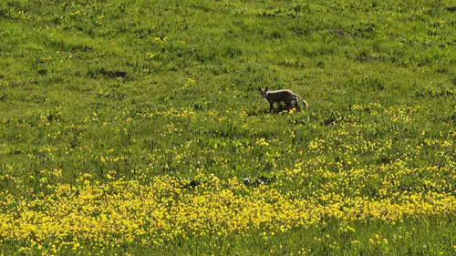 Bitlis yollarında baharı karşılayan tilki kameraya yansıdı