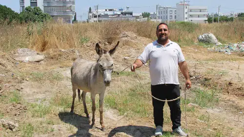 Adana sokaklarında sahipsiz gezen eşekler korumaya alındı