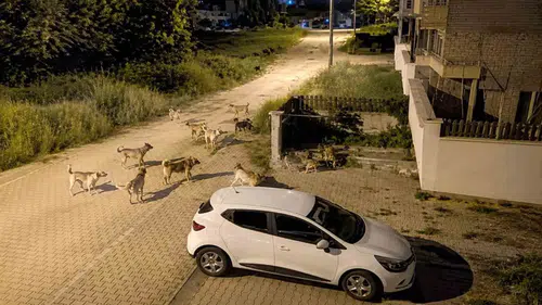 Bolu Kılıçarslan'da sokak köpekleri mahalleliyi sokağa çıkamaz hale getirdi