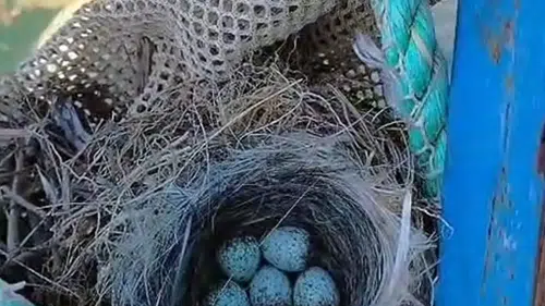 Ispartalı balıkçı 6 yumurta için kazancından vazgeçti