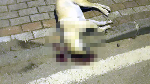 Köpeği vuran kasabın beraat kararı istinaftan döndü