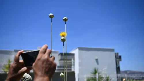 Kuşadası'nın nadir çiçeği Tülüşah açtı Koparmanın bedeli 700 bin liraya yakın