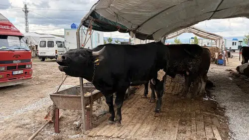 Kayseri’de kurbanlık sayısında dikkat çeken artış