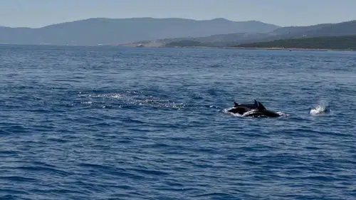 Bodrum açıklarında hayalet ağ temizliğine yunus sürüsü eşlik etti