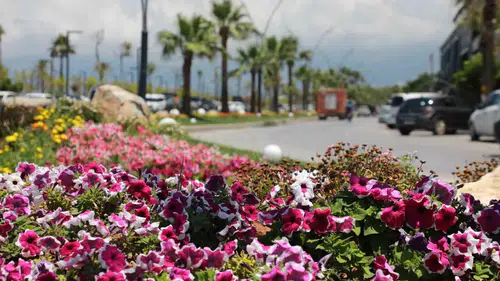 İskenderun sahili yeni çiçeklerle renk kazandı