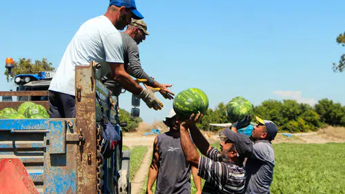 Çukurova’da hasat hızlandı karpuz fiyatları tarlada geriledi