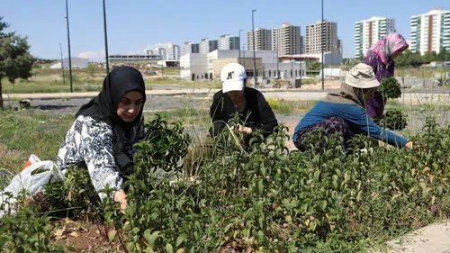 Diyarbakırlı kadınlar kendi şifa bahçelerini hasat etti
