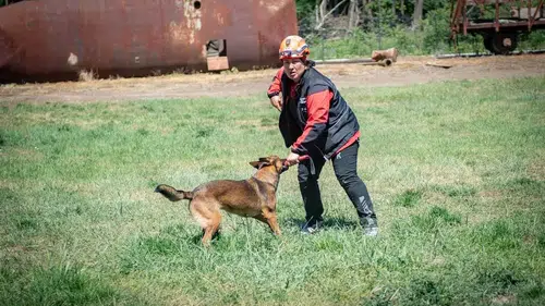 Muğlalı arama kurtarma köpekleri Avrupa sınavını başarıyla geçti