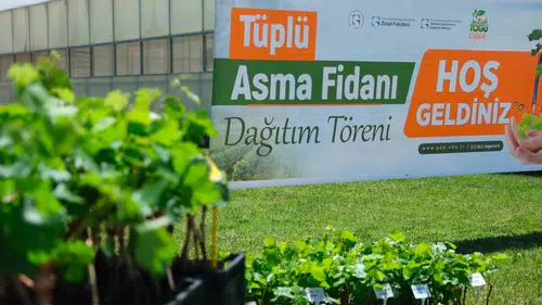 Tokatlı çiftçiye binlerce asma fidanı desteği