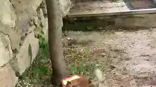 Erzurum'da sincabın ceviz isyanı kameraya yansıdı