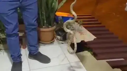 Antalya’da yılan paniği Ev sahibinden sürüngene sert uyarı