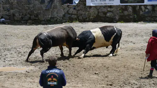 Ayder Yaylası’nda boğalar arenaya çıktı