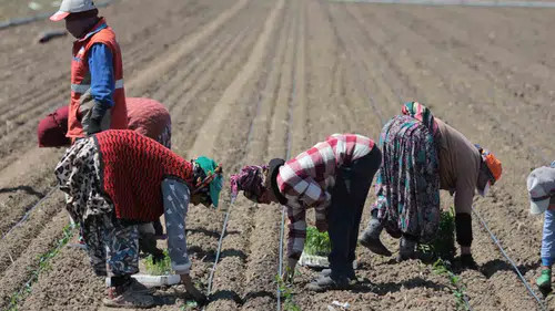 Karacabey tarlalarında salçalık domates mesaisi başladı