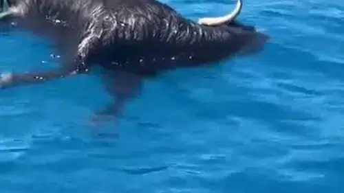 Alanya Kalesi açıklarında denizde şaşırtan görüntü