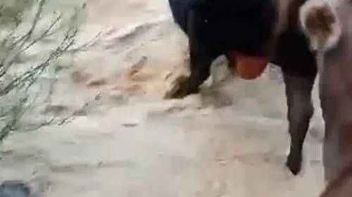 Yusufeli'nde taşkın dereyi aşmaya çalışan hayvanların zor anları