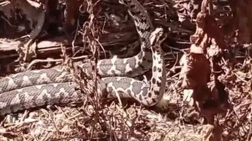 Aydın’da şeritli engereklerin nadir görülen dansı kameraya yansıdı