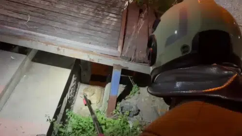 İskenderun’da bahçeye giren davetsiz misafir korkuttu