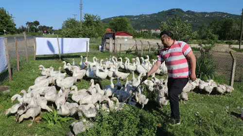 Ordu’da fındığa alternatif kaz dönemi