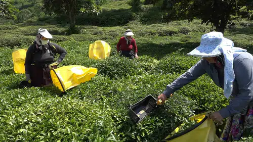 Rize'de çay üreticisi özel sektörün düşük fiyat dayatmasına isyan etti