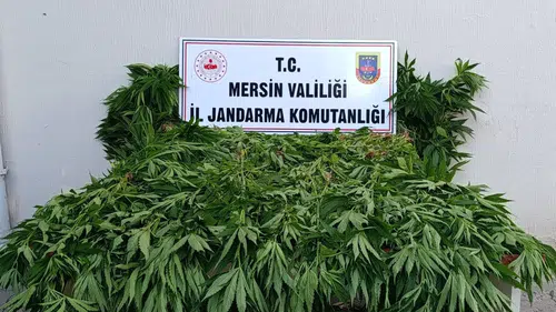 Mersin ormanlarında kenevir tarlasına jandarma baskını