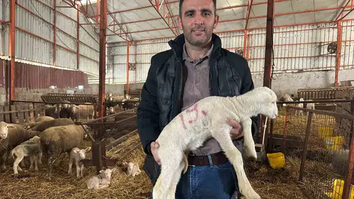 Koyunculuğa girmek isteyenlere 57 yıllık tecrübeden altın tavsiyeler